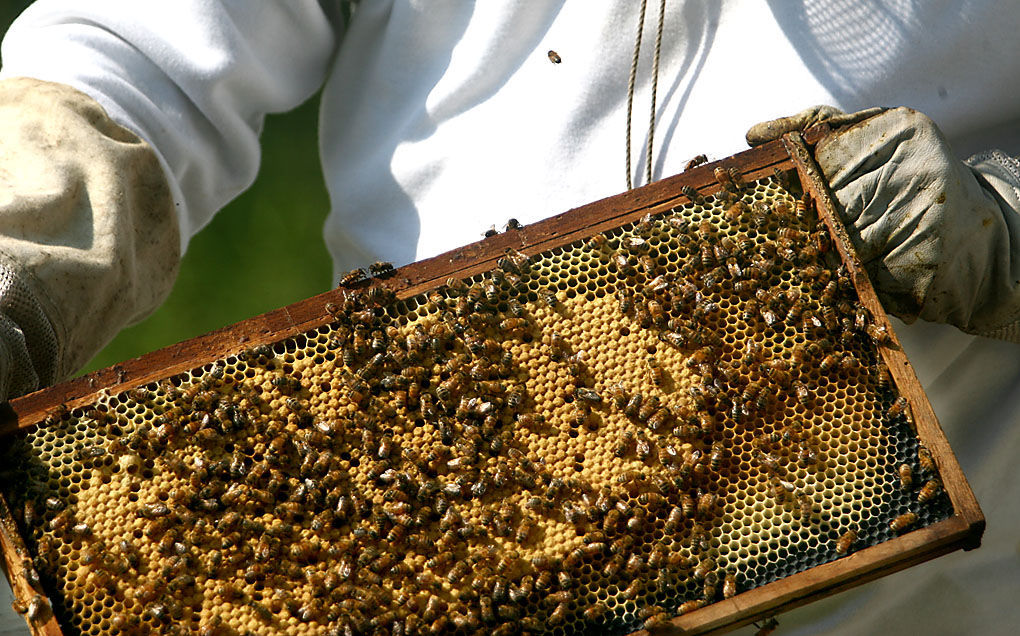 Bees